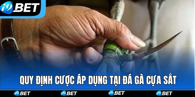 Quy định cược áp dụng tại đá gà cựa sắt
