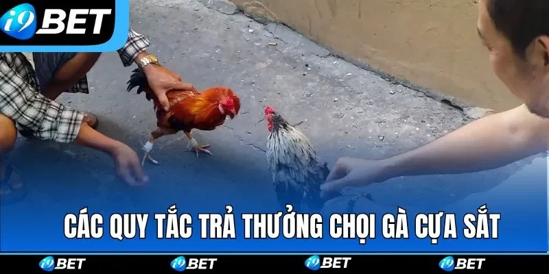 Các quy tắc trả thưởng được I9BET quy định trong chọi gà cựa sắt