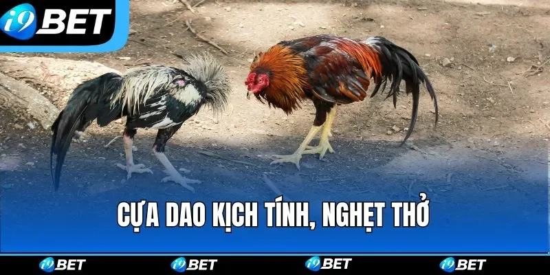 Cựa dao kịch tính, nghẹt thở
