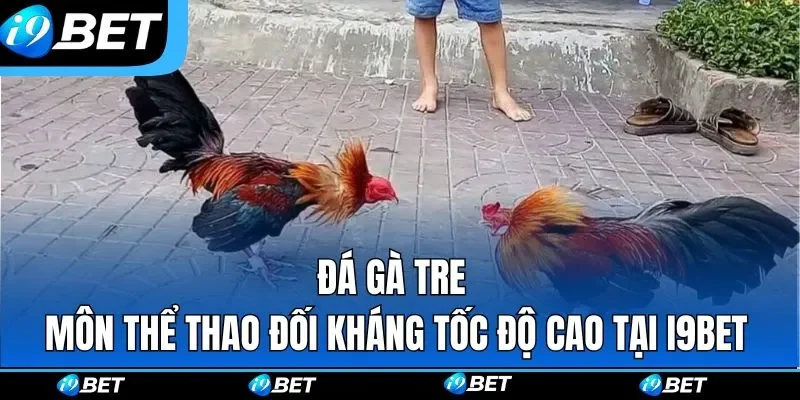 Đá Gà Tre | Môn Thể Thao Đối Kháng Tốc Độ Cao Tại I9BET